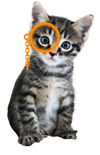Chat Qui sommes nous? Pet Sitter Garde d'animaux Mios Gironde Landes
