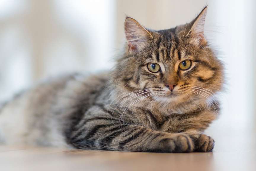 Chat détendu Bien-Être animal Pet Sitter Garde d'animaux Mios Gironde Landes