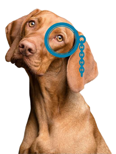 Chien Qui sommes nous? Pet Sitter Garde d'animaux Mios Gironde Landes