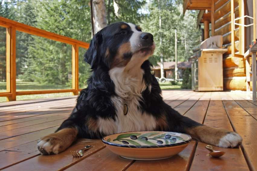 Chien qui mange Les Pattes en L'Eyre Pet Sitter Garde d'animaux Mios Gironde Landes