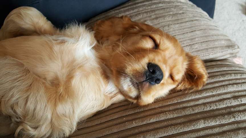 Chiot détendu Bien-Être Animal Pet Sitter Garde d'animaux Mios Gironde Landes