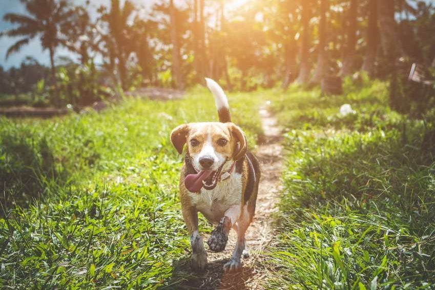 Chien qui court Les Pattes en L'Eyre Pet Sitter Garde d'animaux Mios Gironde Landes