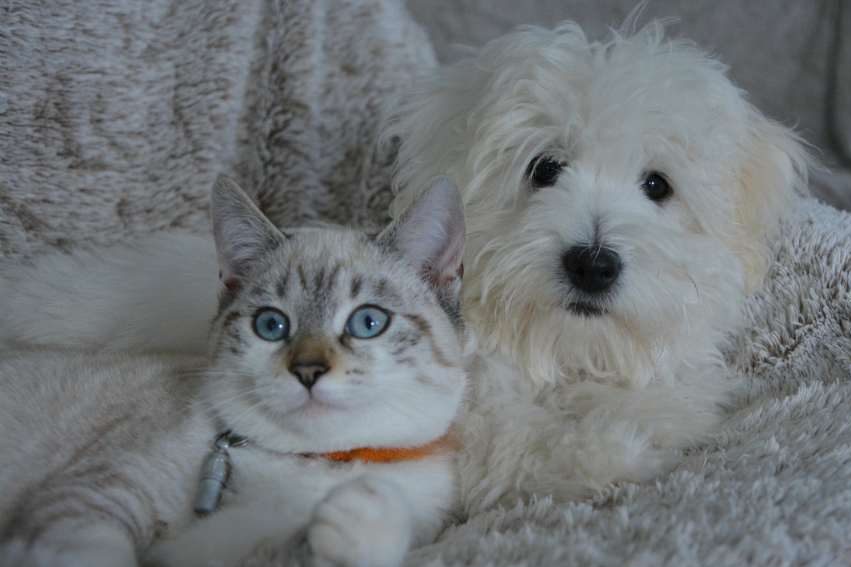 Chien et Chat Plaid Les Pattes en L'Eyre Pet Sitter Garde d'animaux Mios Gironde Landes