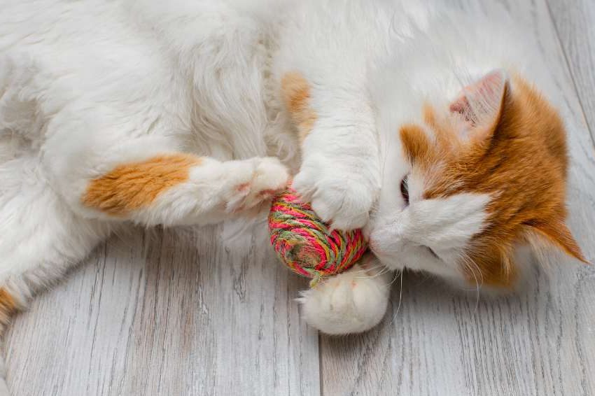 Chat qui joue Les Pattes en L'Eyre Pet Sitter Garde d'animaux Mios Gironde Landes
