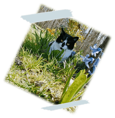 Gudule Chat Les Pattes en L'Eyre Pet Sitter Garde d'animaux Mios Gironde Landes