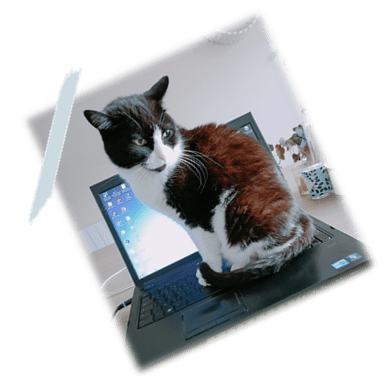 Laïka Chat Les Pattes en L'Eyre Pet Sitter Garde d'animaux Mios Gironde Landes