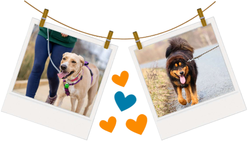 Balade promenade canine Pet Sitter Garde d'animaux Mios Gironde Landes