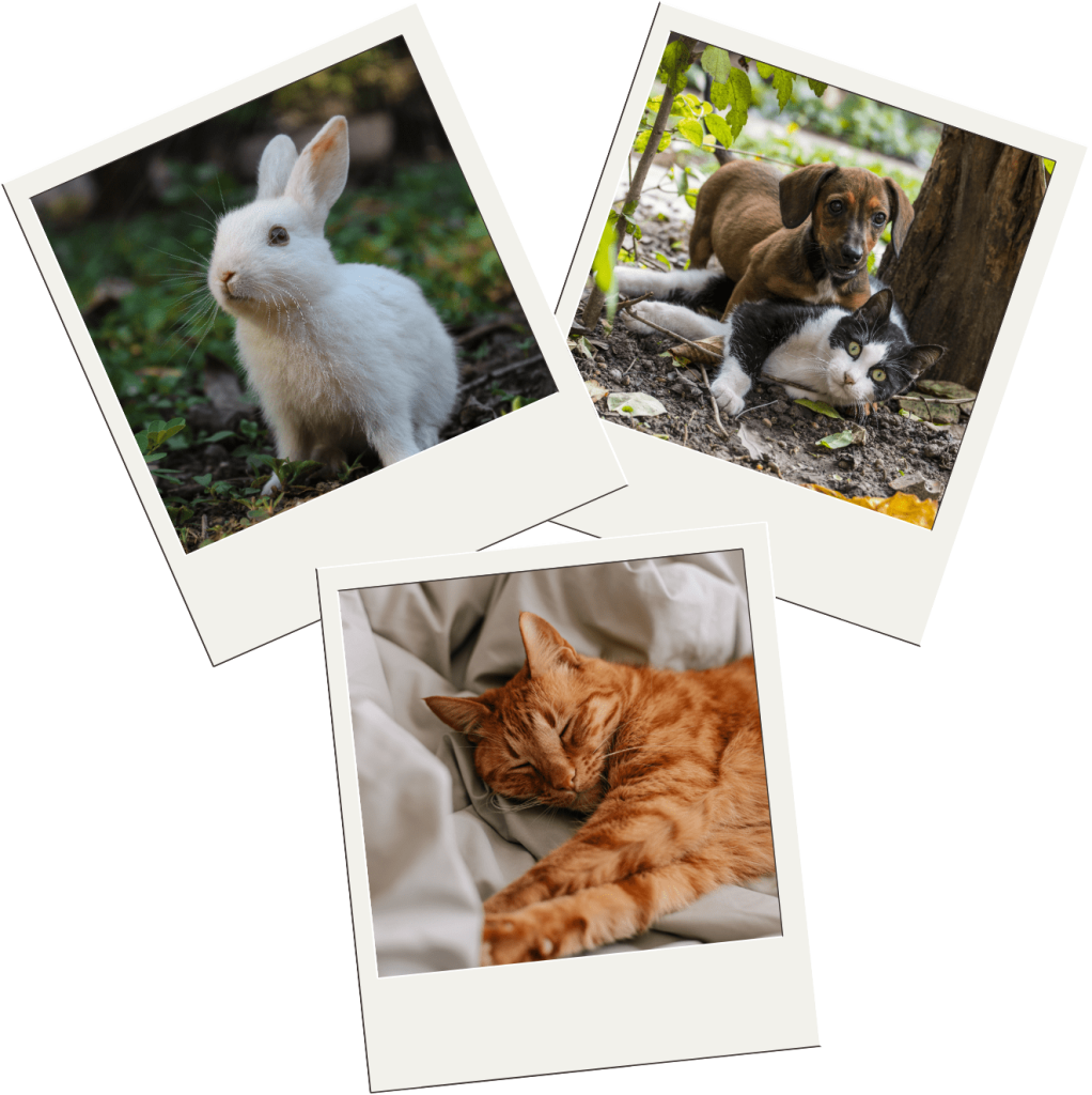 Chat Chien NAC Les Pattes en L'Eyre Pet Sitter Garde d'animaux Mios Gironde Landes