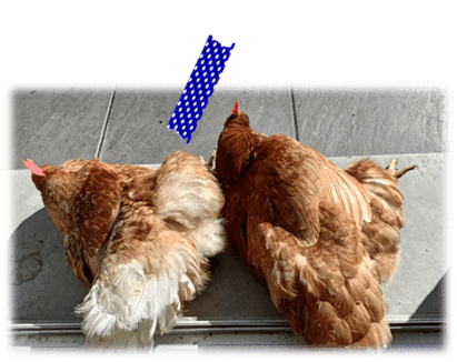 Saperli et Popette Poules Les Pattes en L'Eyre Pet Sitter Garde d'animaux Mios Gironde Landes