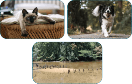 Votre service de Pet-Sitting sur le Bassin d'Arcachon Chien Chat NAC